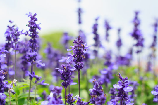 Fototapeta purple flowers in the field