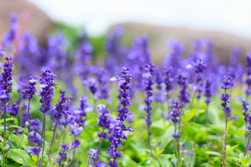 blue flowers in the field