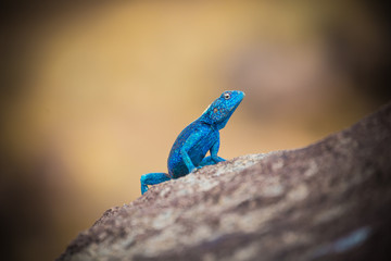 Agama on the rock