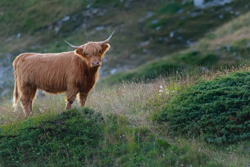 Highlander - Scottish cow