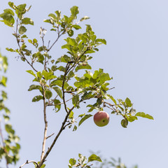 Яблоки на дереве