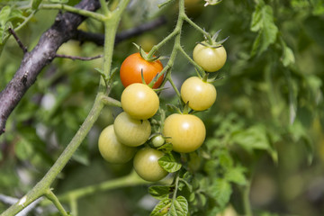 Помидоры черри