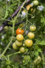 Помидоры черри