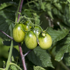 Помидоры черри