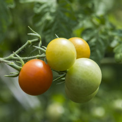 Помидоры черри