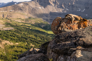 A Hoary Marmot soaks up the sun on one of the Bald Hills peaks i