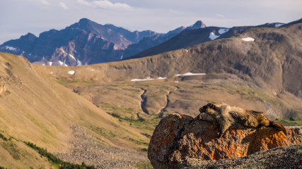 A Hoary Marmot soaks up the sun on one of the Bald Hills peaks i