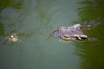 Krokodil auf Tauchgang