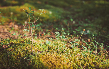 Small mushrooms in the moss. Autumn 