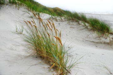  beach with sand dunes