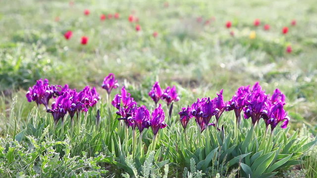 Wild iris flowers swaying in the wind