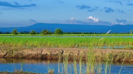 Fototapeta na wymiar Beautiful rice fields ,Thailand