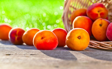 ripe apricots in garden