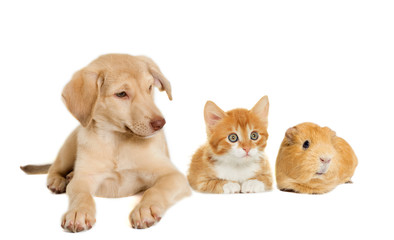 kitten and puppy and guinea pig