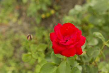 Handed bloody roses on the plant