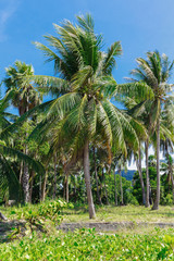 Fototapeta premium Tropical palm trees with coconuts on beautiful blue sky
