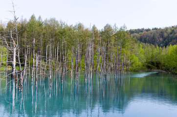 美瑛の青い池 北海道