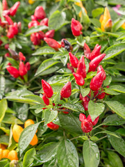 Obraz na płótnie Canvas Red pepper shrub