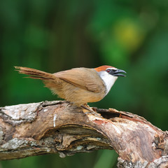 Bird (Chestnut-capped Babbler) , Thailand