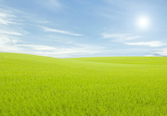 Fototapeta na wymiar Rice field green grass blue sky cloud cloudy landscape backgroun