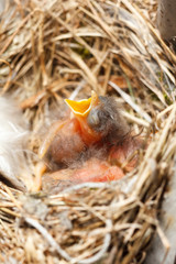 Greenhorn nestling opened beak sitting in a nest