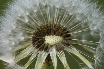 Flowering dandelion