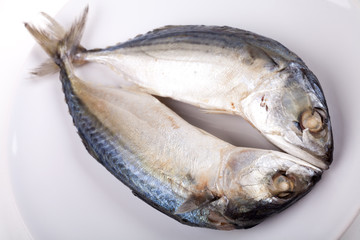 mackerel fish