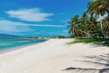 Beautiful tropical beach with palm trees