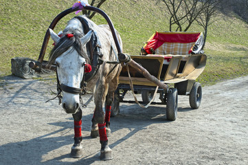 Fototapeta na wymiar Horse harnessed to a cart