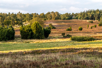 Kutschenweg durch die Heide