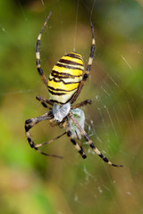 argiope bruennichi