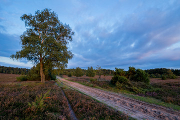 Weg in der L&uuml;neburger Heide