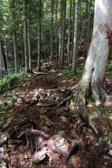 path in green pinetrees forest