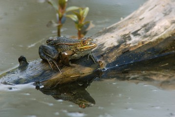 Rana verde  - di Berger (Pelophylax bergeri)