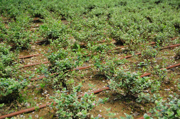 Drip watering. Irrigation system