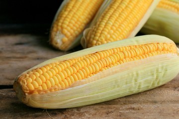 fresh corn