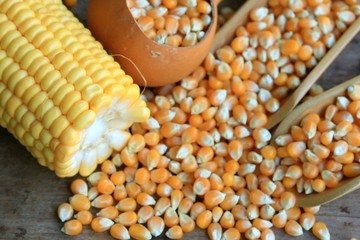 fresh corn and dries seed