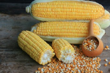 fresh corn and dries seed