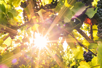Herbstsonne im Weinberg