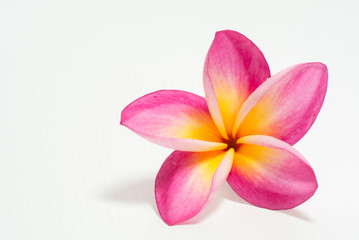 Fototapeta na wymiar Frangipani flower beautiful