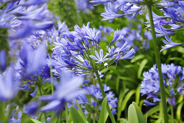 Agapanthus