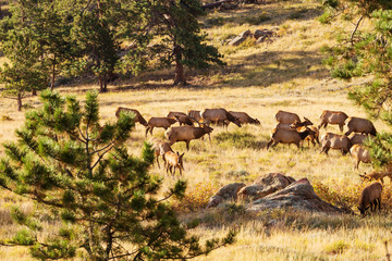 Elk