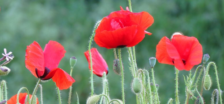 Fototapeta big close up anemone wildflowers on blur background