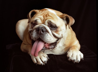 English Bulldog, 10 months old, sitting against black background