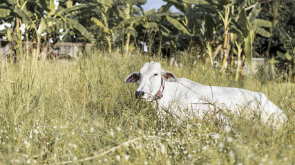 White cow Lumphun.Lamphun native cattle breeds.