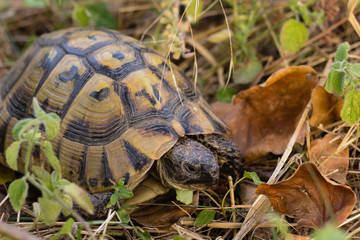 turtle on grass in park