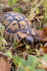 turtle on grass in park
