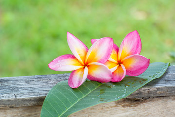 Fototapeta na wymiar Frangipani flower beautiful