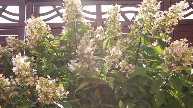 japanische rispenhortensie vor braunem zaun
