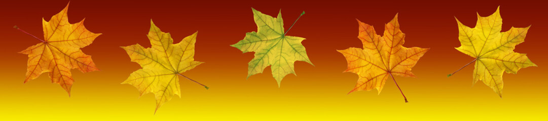 Falling autumn leaves